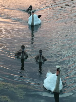 family outing
