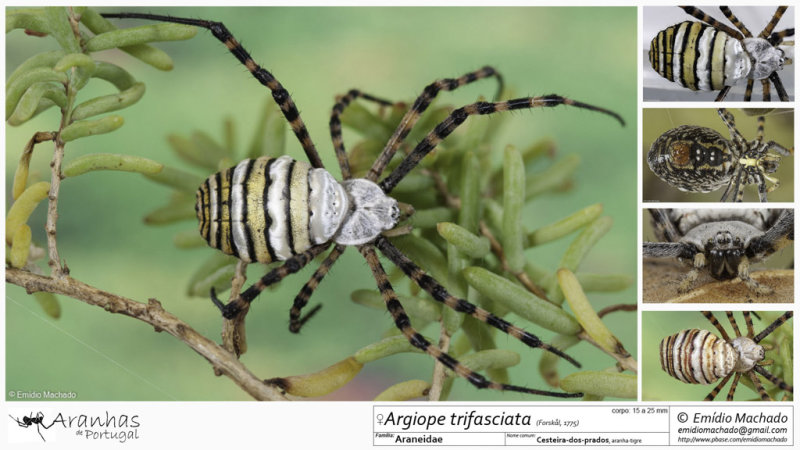 Argiope trifasciata FA.jpg