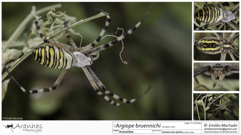 Argiope bruennichi FA.jpg