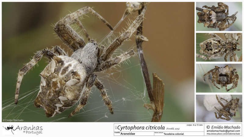 Cyrtophora citricola FA.jpg