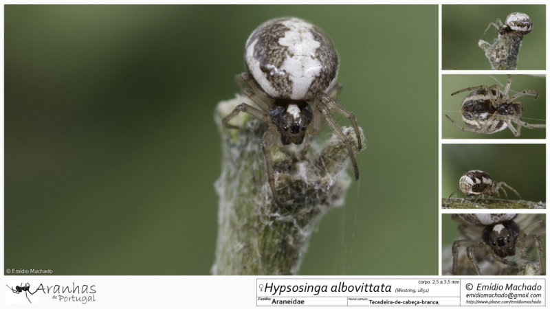 Hypsosinga albovittata FA.jpg