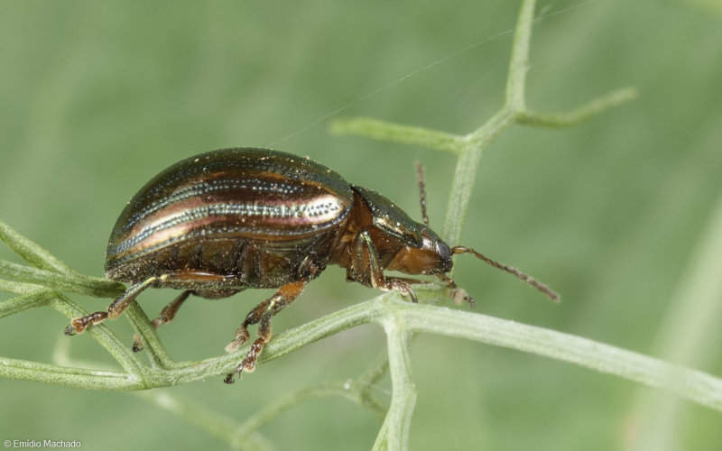 Chrysolina Taeniochrysea americana Linnaeus-90576.jpg