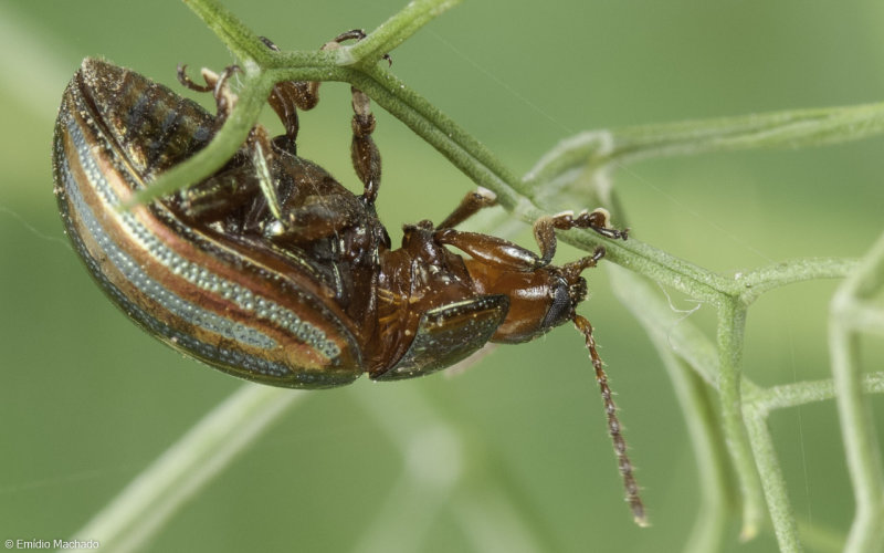 Chrysolina Taeniochrysea americana Linnaeus-90586.jpg