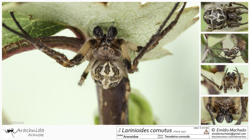 Larinioides cornutus MA.jpg