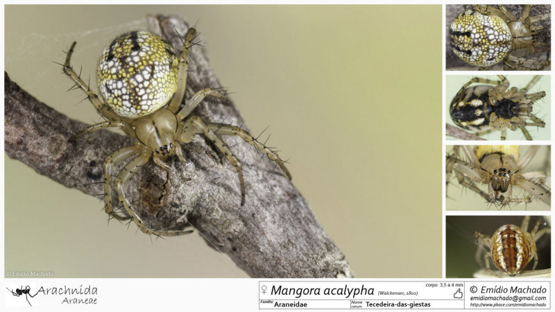 Mangora acalypha FA.jpg