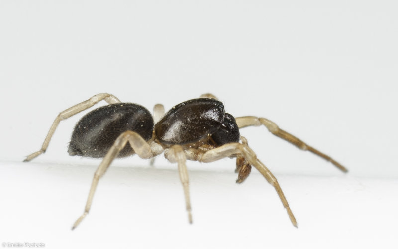 Id_Trachelidae