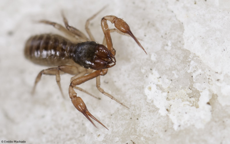  ZZo  |  Pseudoscorpiones