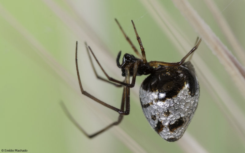 Arachnida  ID