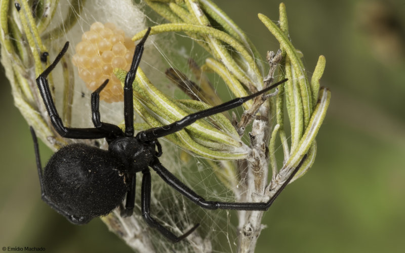 Latrodectus tredecimguttatus 1009FA-96576.jpg