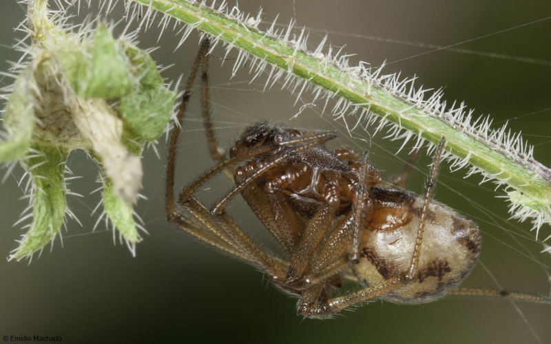 Steatoda triangulosa 1407MA-97763.jpg