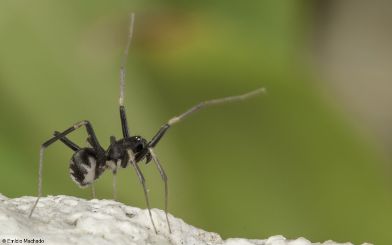 Id_Zodariidae