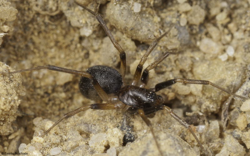 Id_Zodariidae