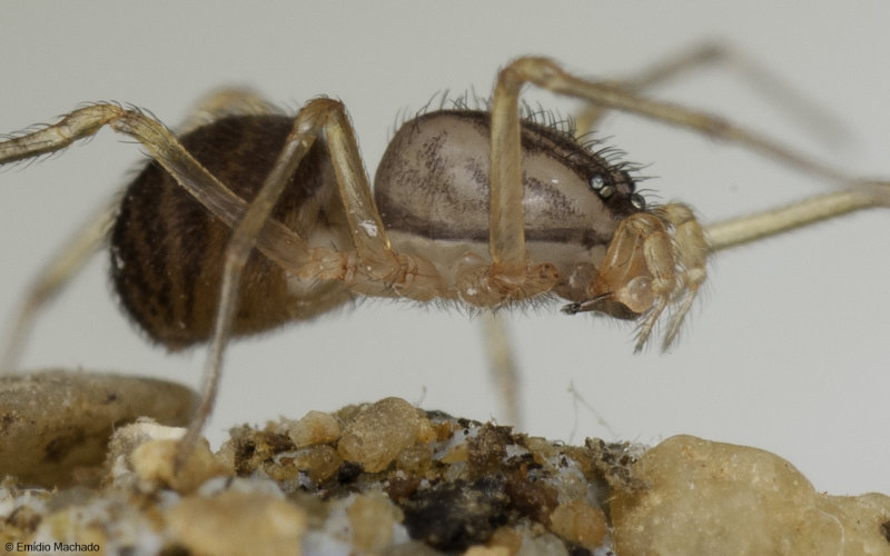 Id_Scytodidae