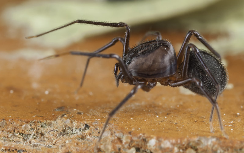 Scytodidae