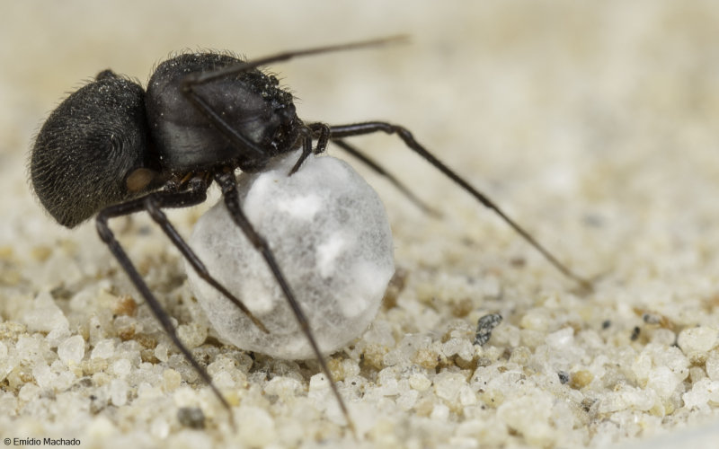 Scytodidae