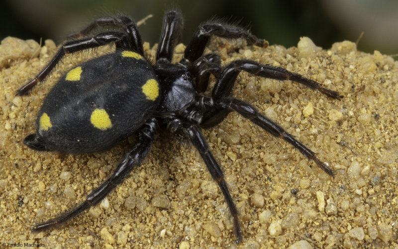 Oecobiidae
