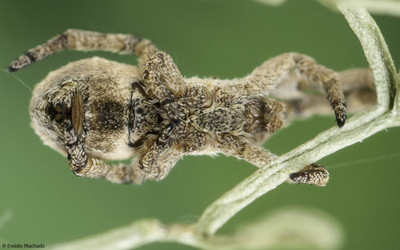 Hyptiotes 1609FA_EM96878.jpg