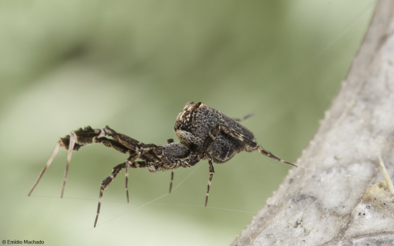  Uloboridae