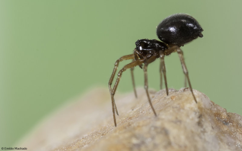 Linyphiidae
