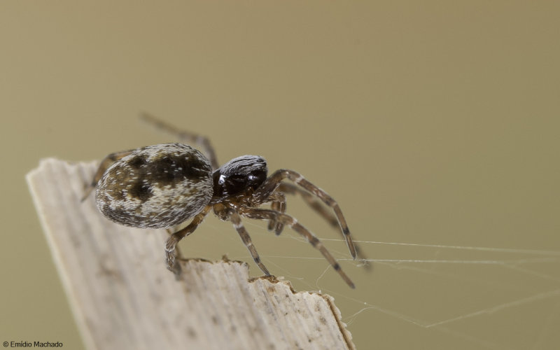  Dictynidae