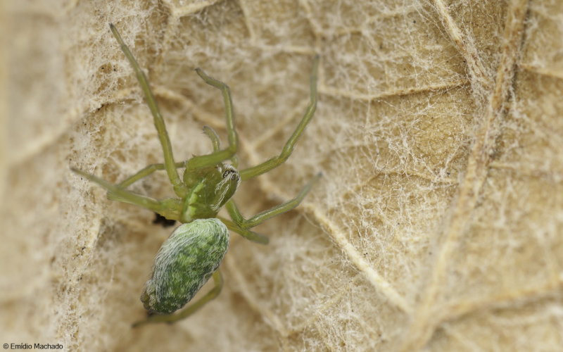 Dictynidae