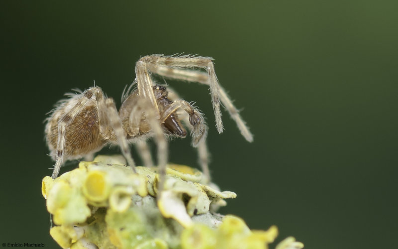 Lathys narbonensis cf. 1632MA_EM97399.jpg