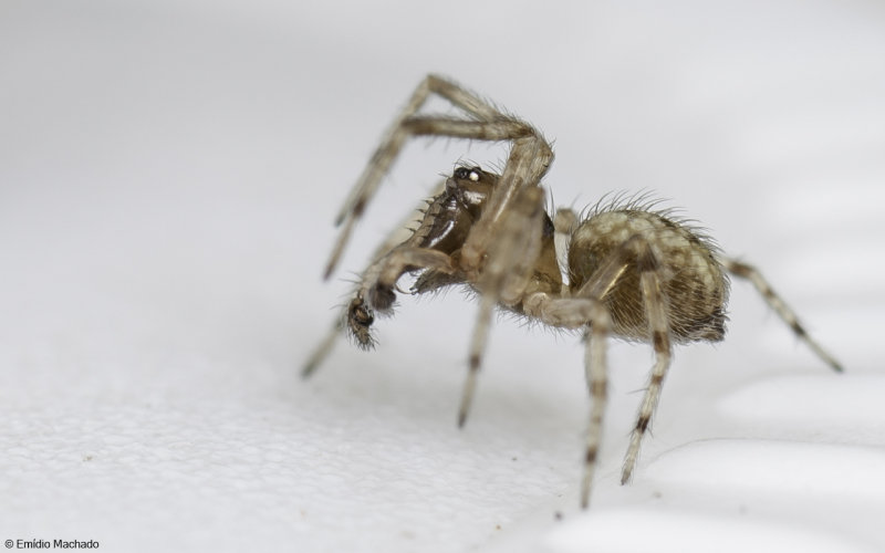 Lathys narbonensis cf. 1634MA_EM97525.jpg