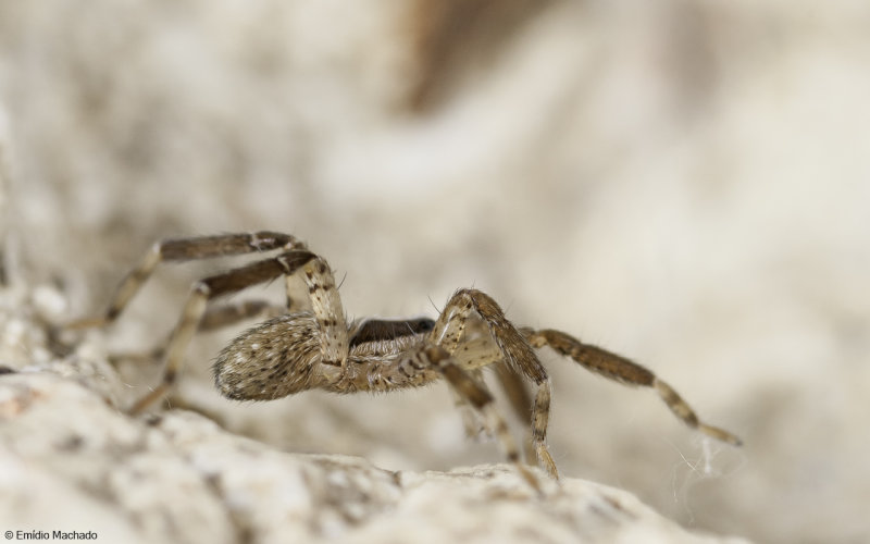 Miturgidae