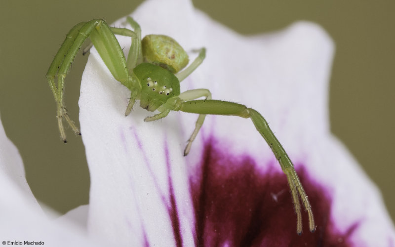 Thomisidae