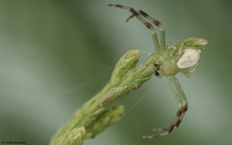 Id_Thomisidae