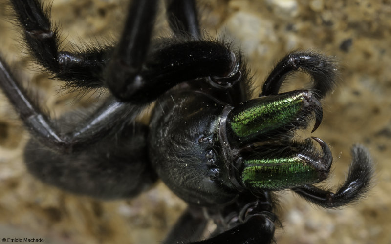  Segestriidae