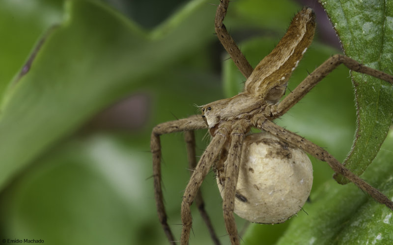 Pisauridae