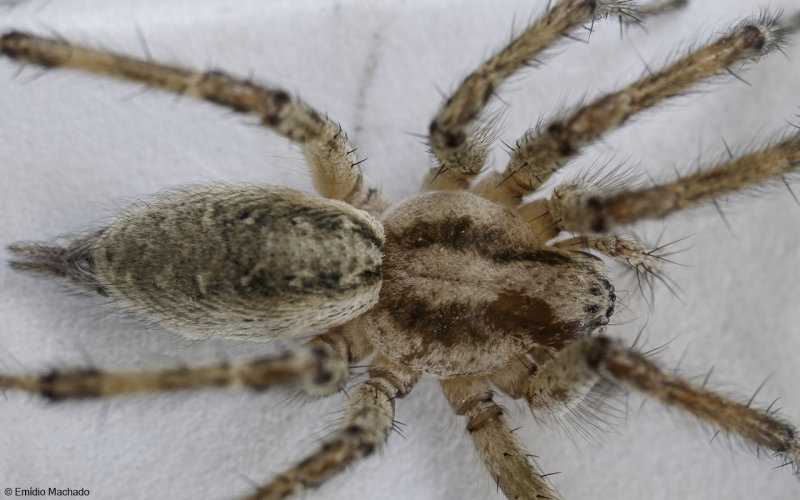 Agelenidae