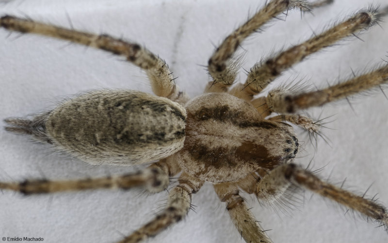 Agelena labyrinthica 0000FA-9.jpg