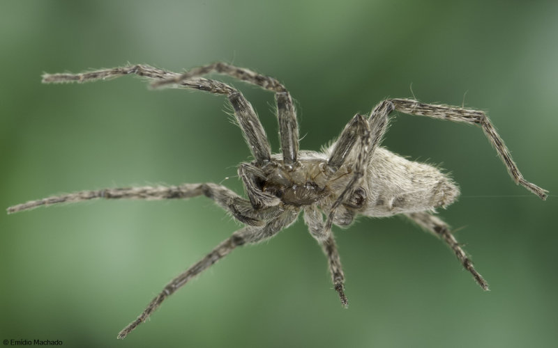 Id_Anyphaenidae