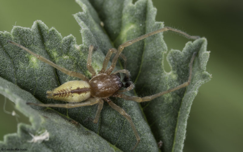 Cheiracanthium pelasgicum 0876MA-98381.jpg