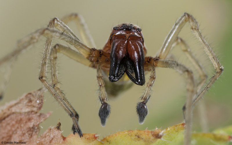 Id_Eutichuridae