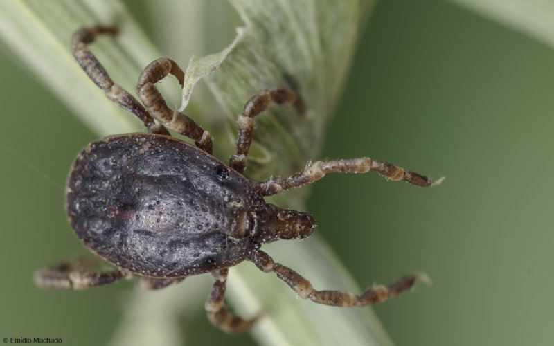 ZZo_Ixodida
