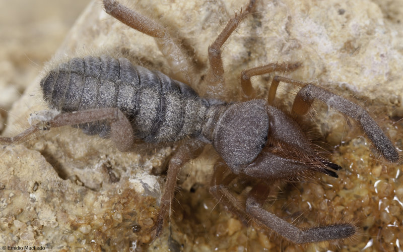 ZZo_Daesiidae