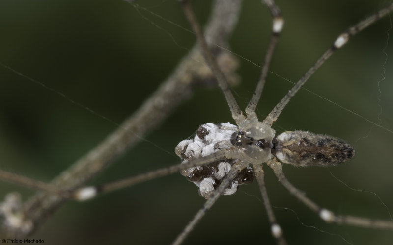 Pholcidae