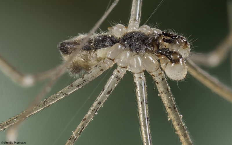 Id_Pholcidae