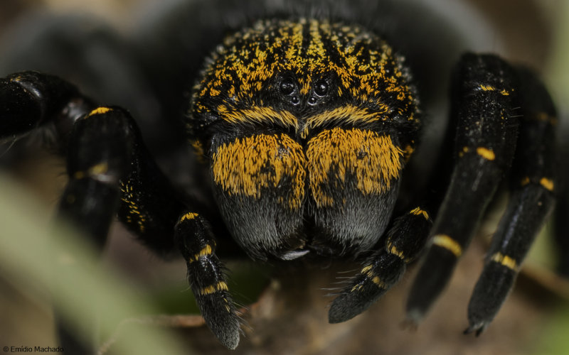  Eresidae