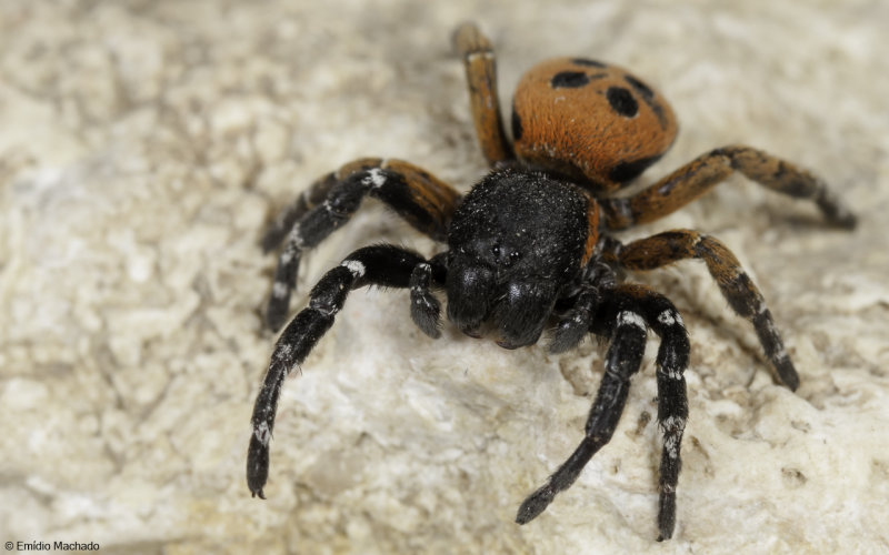 Eresidae