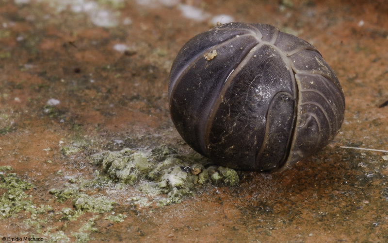 Armadillidium vulgare-0067015.jpg