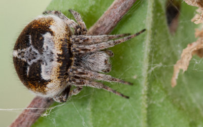 Agalenatea redii 0000FA-97493.jpg