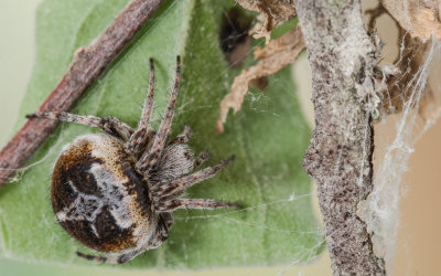 Agalenatea redii 0000FA-97494.jpg