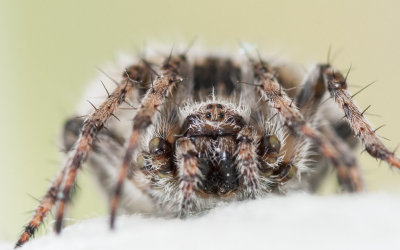 Agalenatea redii 0000FA-97504.jpg