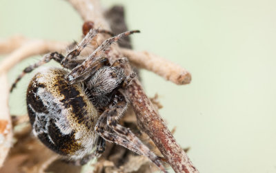 Agalenatea redii 0000FA-97507.jpg