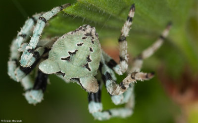 Araneus angulatus 0946FA-92187.jpg