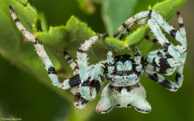 Araneus angulatus 0946FA-92202.jpg